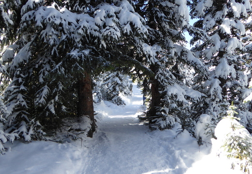 Chemin vers Peyto