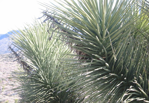 death-valley-2006-011