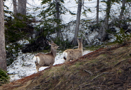 Les biches mulet du Grand Teton