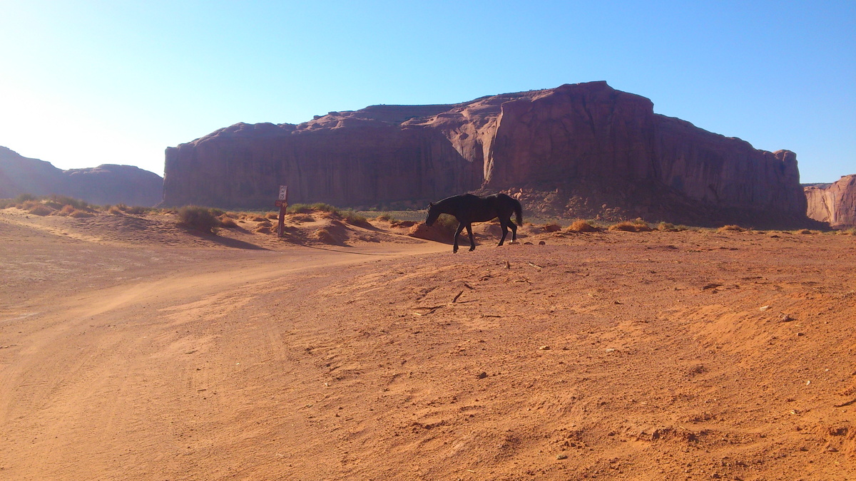 Poney indien à Monument Valley