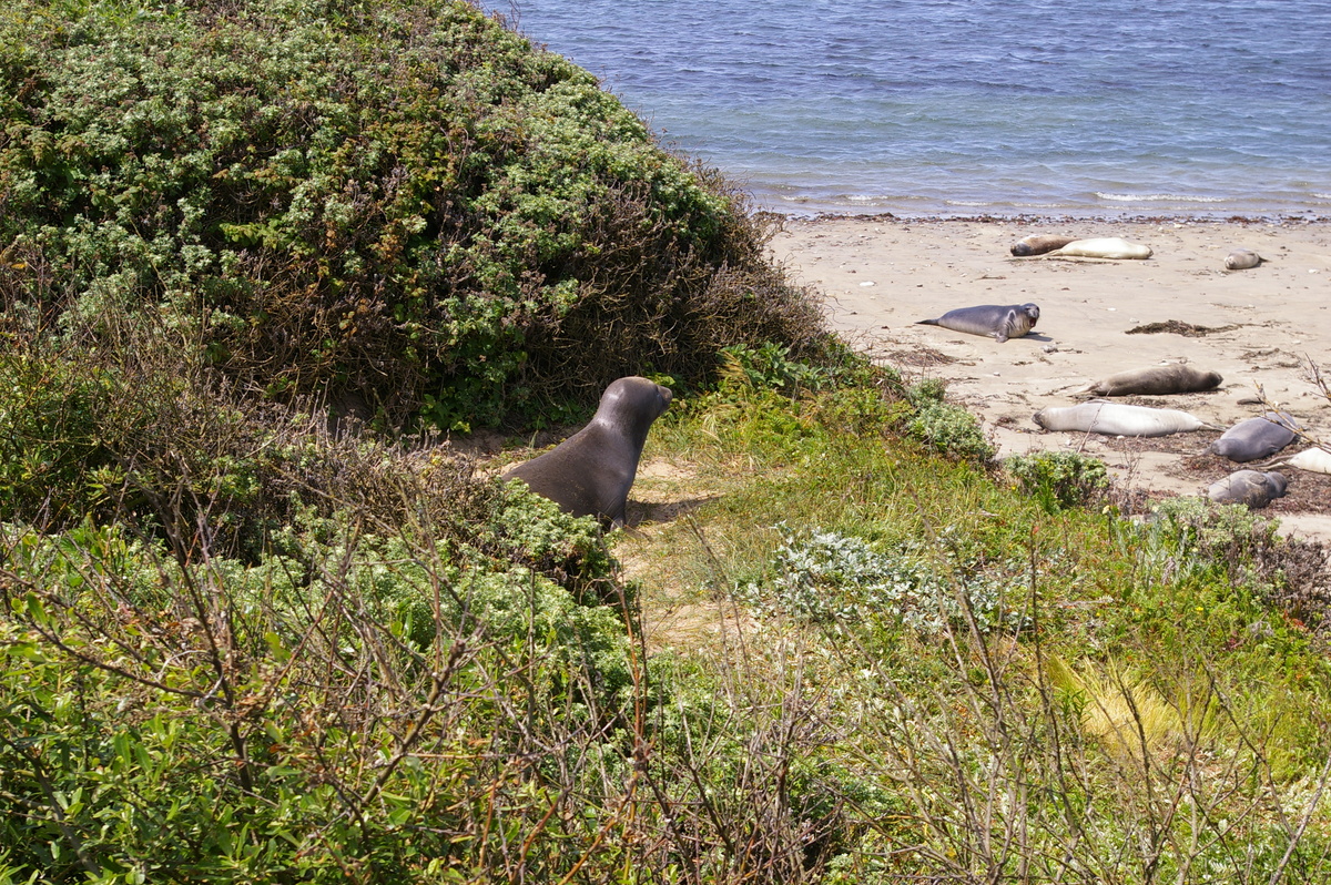 Éléphante de mer Año Nuevo